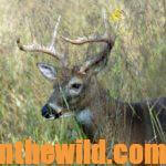 Why, Where and How to Find Buck Deer in Funnels Day 5: Learning How Habitat Changes Create Funnels Deer Use