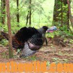 Study the Turkey Hunting Tactics of the Pros for Success Day 3: Turkeys That Walk and Talk with Terry Rohm