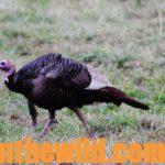Study the Turkey Hunting Tactics of the Pros for Success Day 2: High-Pressured Turkeys with Allen Jenkins and David Hale