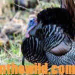 Eastern and Osceola Turkeys Versus Western Turkeys: Differences in Calling and Hunting Them with Ryan Solomon Day 4: Guide Ryan Solomon’s Favorite Turkey Calls