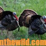 Hunting Public Lands for Turkeys Day 4: Learning the Unknown Challenges of the Public Land Turkey Hunters