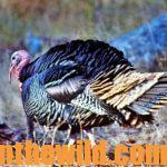 Why and How to Hunt Tough Turkeys and Gobblers You May Miss Day 2: John Phillips Takes the Unlucky Gobbler But Misses the Other Gobbler