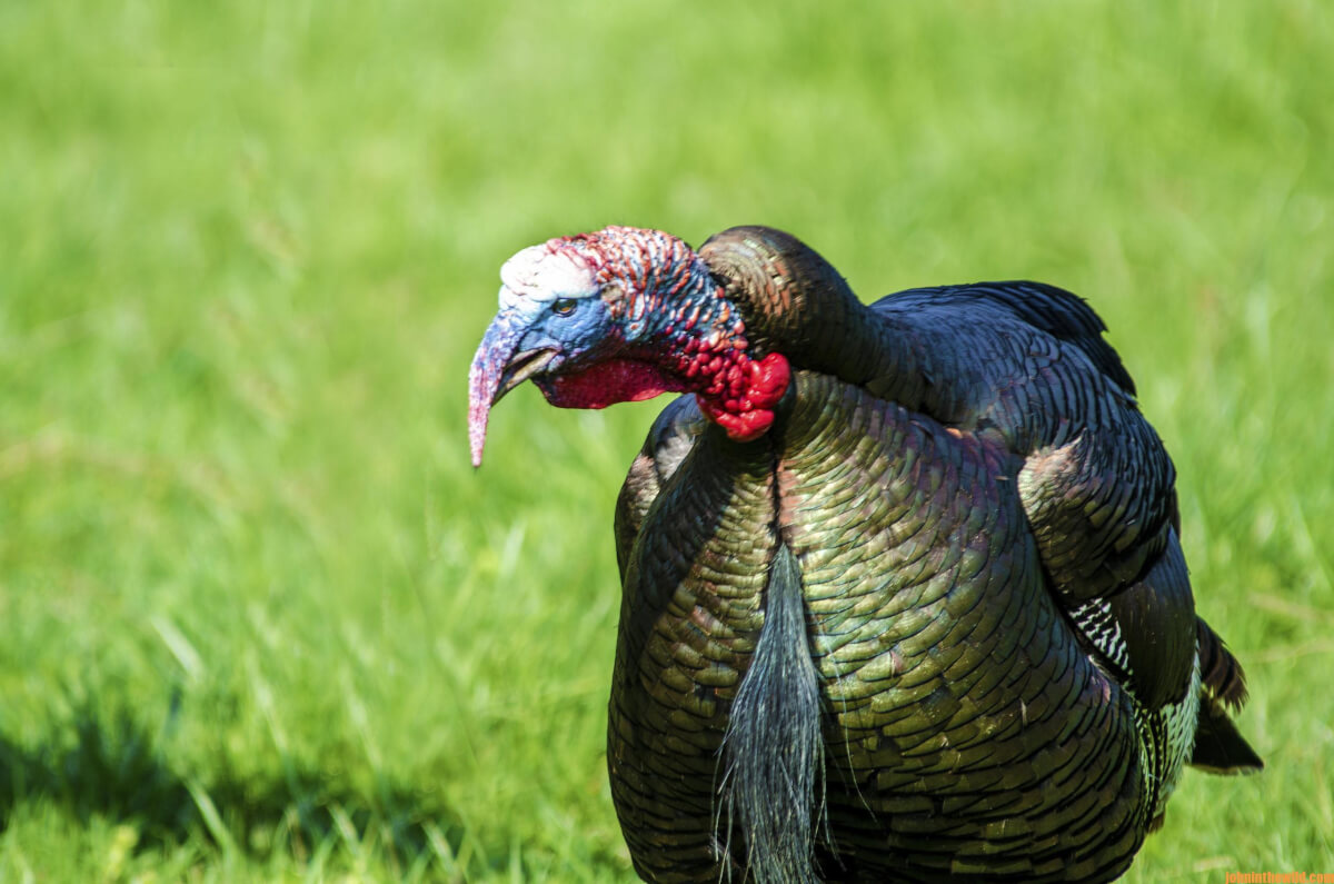 Why And How To Hunt Tough Turkeys And Gobblers You May Miss Day Two