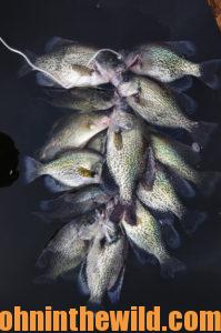 Successful Crappie Fishing in the Summer Day Day 5: How to Fish