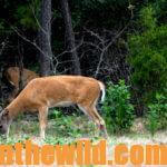 How to Prepare Your Hunting Lands Now for Deer Season Day 2: What to Plant in a Green Field for Deer
