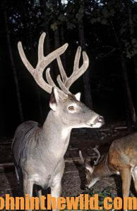 Mature Buck Deer