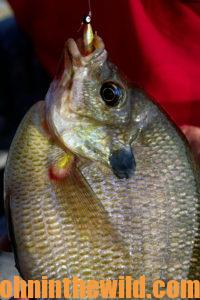 Fishing for Bluegills