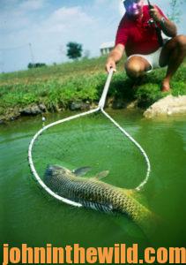 Catching Carp