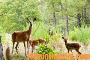 Doe and Fawns