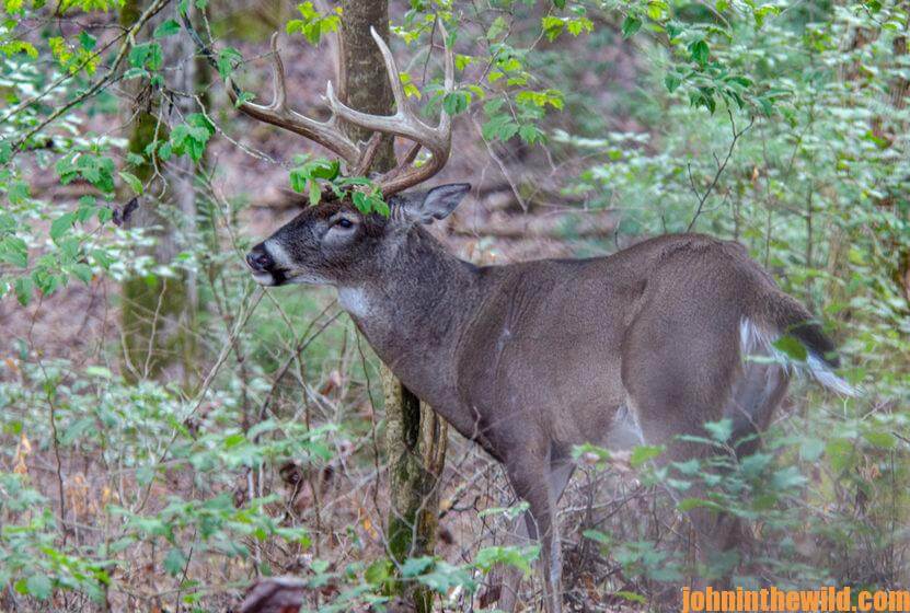 Large Buck Deer