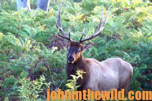 Elk in the Bush