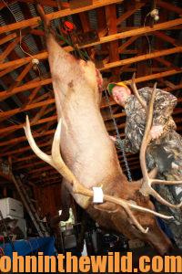 Hunter skinning elk