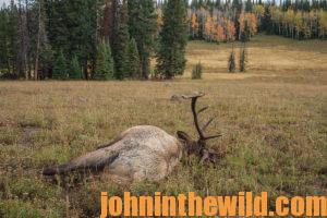 Downed elk