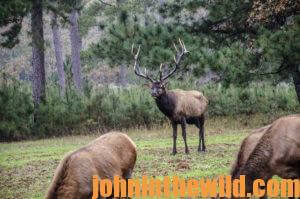 Elk in the field