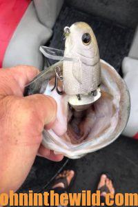 Fish hooked on a Bull Shad lure