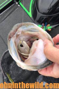 Fish hooked on a bull shad lure
