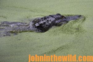An alligator swims towards the bank