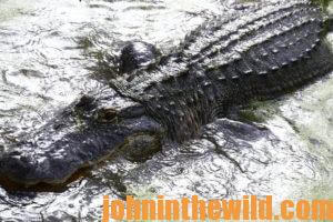 Another image of the alligator swimming by