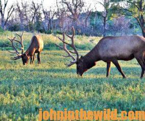 Elk grazing in the field