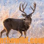 Hunting Elk & Mule Deer Day 5: How to Take Big Mule Deer