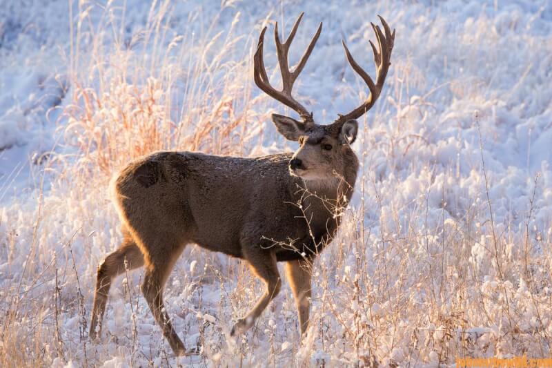 Hunting Elk & Mule Deer Day 5: How to Take Big Mule Deer - John In The ...
