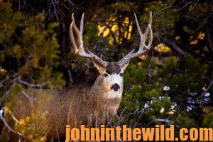 Mule deer buck in the forest