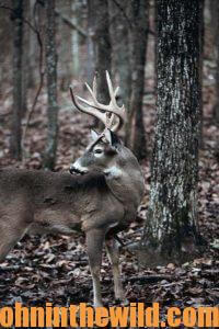 A deer in the field