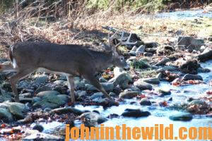 A deer at the edge of a creek