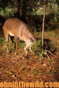 A buck scrapes his antlers against a tree