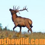 Randy Ulmer Stalks Close to Bowhunt Elk Day 5: How to Take Trophy Elk by Bowhunting