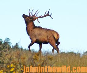 An elk bugling