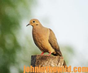 Dove perched on a tree