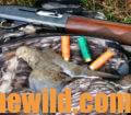 A downed dove, shells, and a rifle