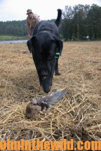 A dog points out a downed dove