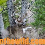 Take the Bowhunter’s Deer Quiz Day 4: What’s Next After Bow Shooting a Deer