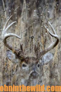 A deer looks through the grass