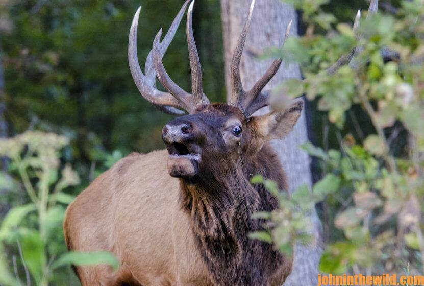 An elk bugles in the field