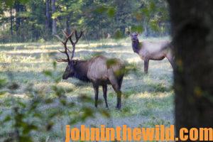 Two elk in the field