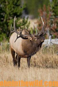 An elk in the field