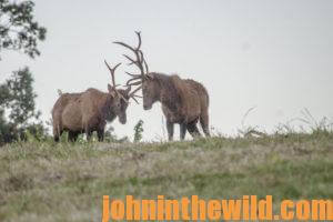 Two bull elk butt heads in the field