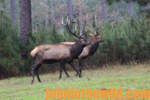 Two elk in the field