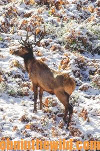 An elk in the field