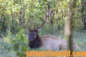 An elk in the field