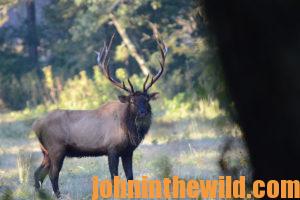 An elk in the field