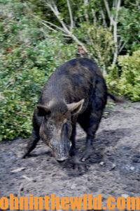 A feral hog in the field