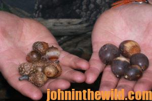 A handful of acorns
