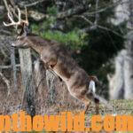 Take the Bowhunter’s Deer Quiz Day 5: What Factors Impact Bowhunting Deer