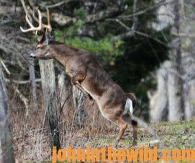 A deer jumps a fence