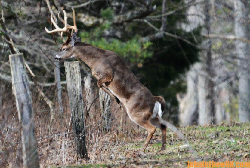 A deer jumps a fence