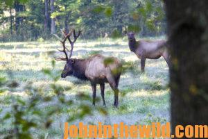 Two elk in the field